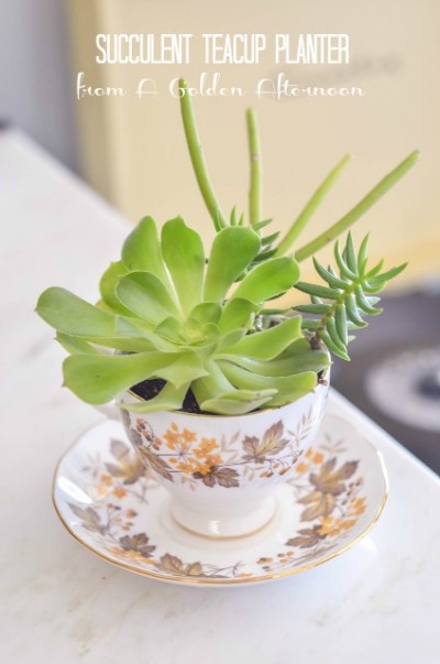 Make: A Succulent Teacup Planter